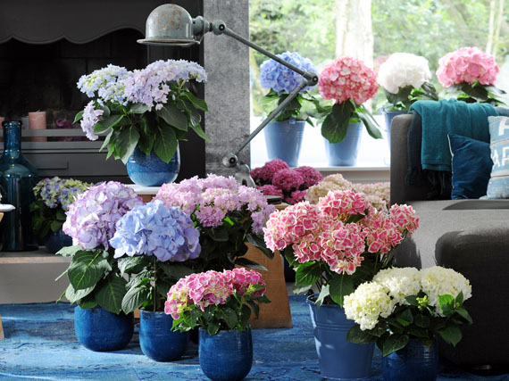 Un jardn de hortensias de puertas adentro